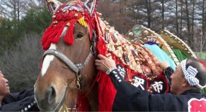 ارتدت الخيول سروجاً تقليدية مزخرفة
