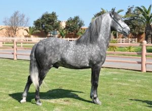 الخيل البربرية