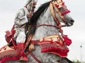 الخيل العربية البربرية