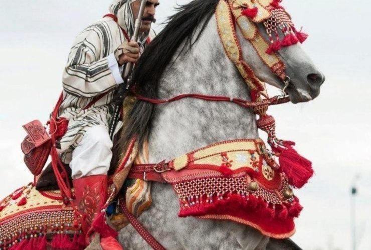 الخيل العربية البربرية