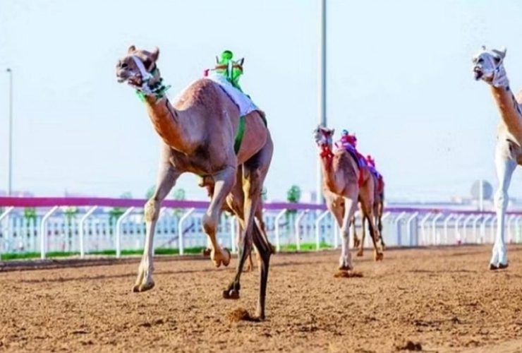 سباقات الهجن في نجران