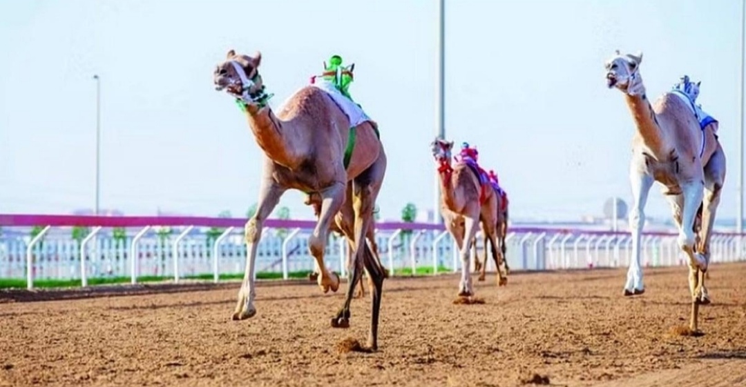 سباقات الهجن في نجران