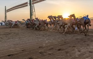 سباقات الحقايق في ميدان نجران