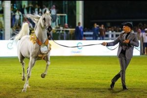 بطولة جمال الخيل العربية في القصيم