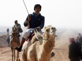 عروض الهجن