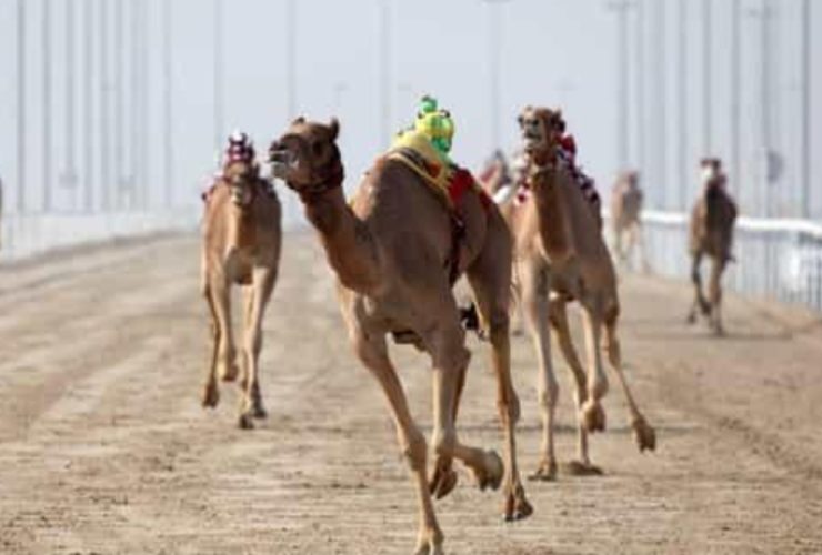سباقات الهجن