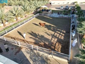 إسطبلات الجوف