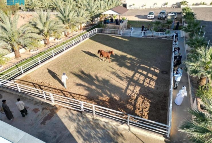 إسطبلات الجوف