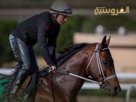 كيف يوازن الفارس بين التدريب والرعاية للحفاظ على الخيل؟