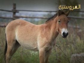 إطلاق شهر تقدير الخيول التي تم إنقاذها لتعزيز الوعي برعاية وتأهيل الخيول المهملة