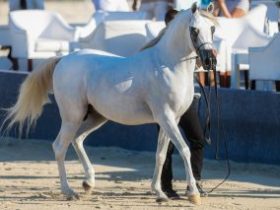 انطلاق «مزاد الصيف» للخيل العربية الأصيلة في المغرب وسط إقبال من المربين والملاك