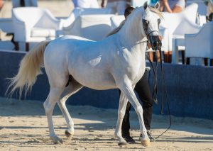 انطلاق «مزاد الصيف» للخيل العربية الأصيلة في المغرب وسط إقبال من المربين والملاك