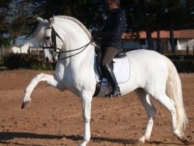 انطلاق منافسات الدريساج لذوي الهمم في بطولة تريون الصيفية بالولايات المتحدة