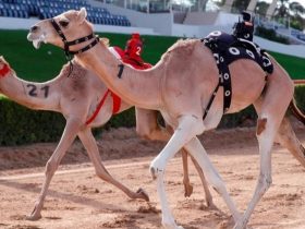 سباقات الهجن