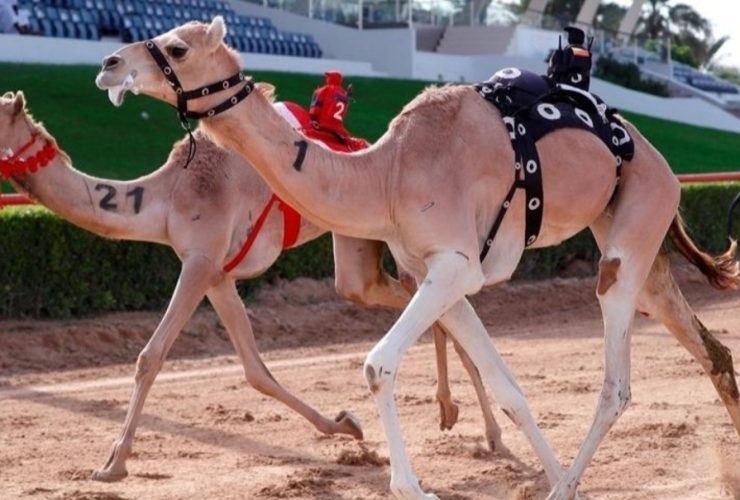 سباقات الهجن