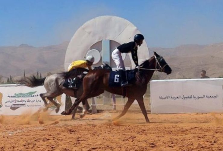 سباق "الخطلاء" للخيول العربية الأصيلة يجمع نخبة الجياد في مضمار حماة