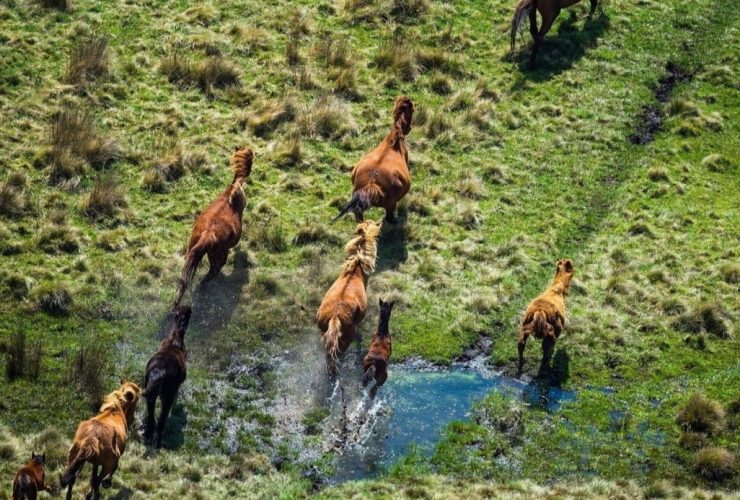 خيول برزوالسكي المهددة بالانقراض