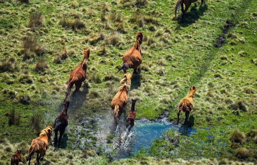الخيول البرية داخل جبال الألب الأسترالية