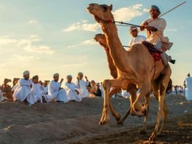لقطات للهجن المشاركة في منافسات فئة الفطامين