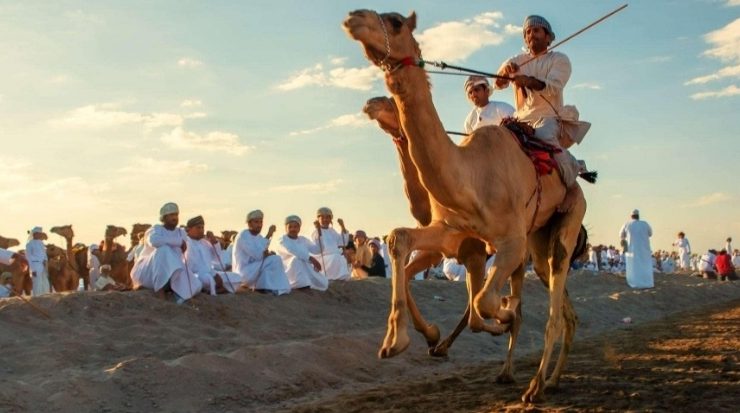 لقطات للهجن المشاركة في منافسات فئة الفطامين