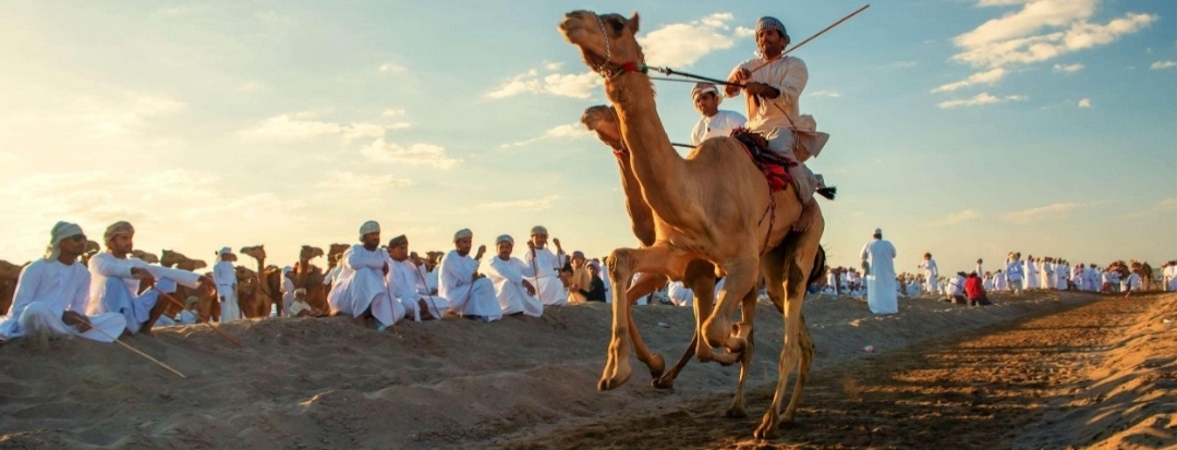 لقطات للهجن المشاركة في منافسات فئة الفطامين