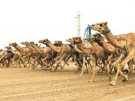 دعم رسمي لرياضة الهجن في حائل يعزز حضورها الوطني ويواكب مستهدفات التنمية الرياضية