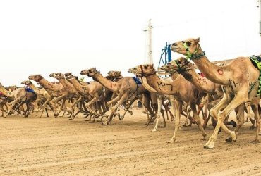 دعم رسمي لرياضة الهجن في حائل يعزز حضورها الوطني ويواكب مستهدفات التنمية الرياضية