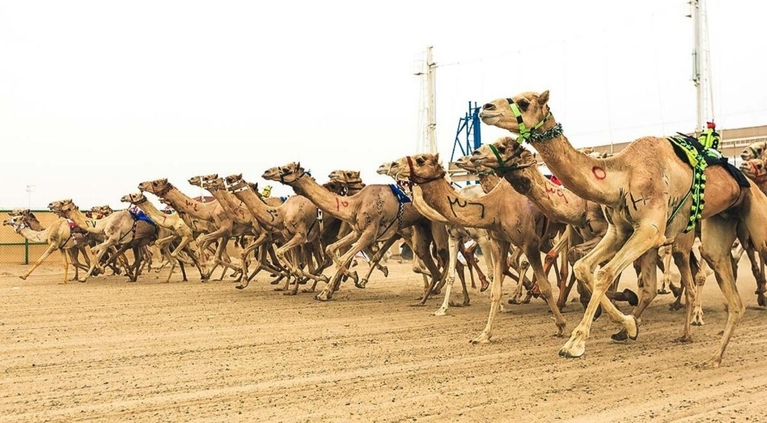 دعم رسمي لرياضة الهجن في حائل يعزز حضورها الوطني ويواكب مستهدفات التنمية الرياضية