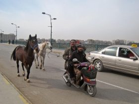 خيول سائبة في السليمانية