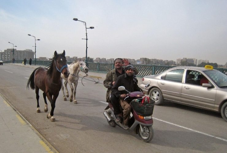 خيول سائبة في السليمانية