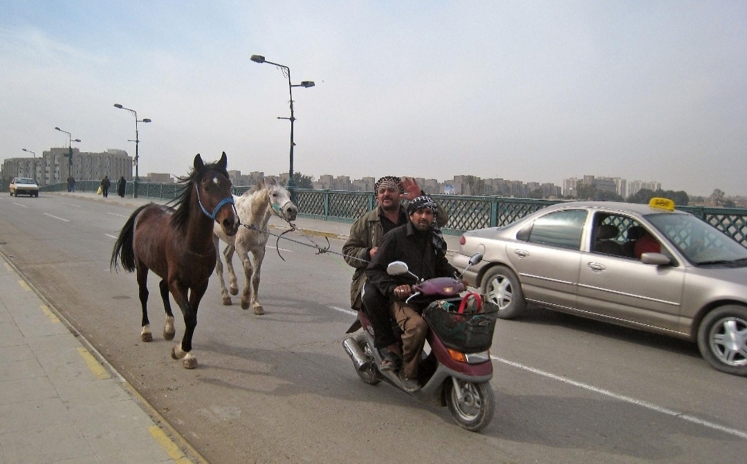 خيول سائبة في السليمانية