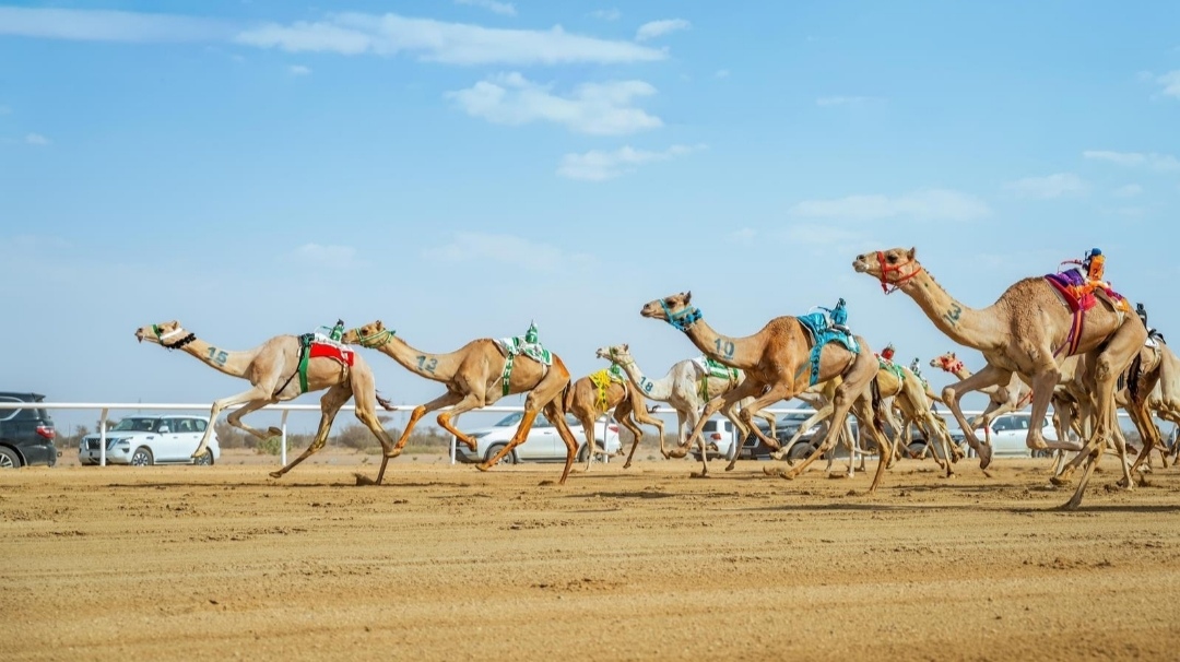 ميدان نجران للهجن