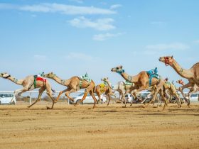 لقطات للمطايا خلال المنافسة على المضمار