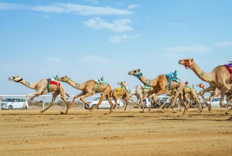 لقطات للمطايا خلال المنافسة على المضمار