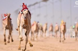 صورة عامة لميادين الهجن والجمهور في ختام الموسم.