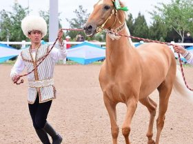 أخال تيكي سلالة نادرة من سلالات الخيل أصبحت في قلب مشروع الدولة