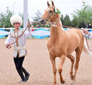 أخال تيكي سلالة نادرة من سلالات الخيل أصبحت في قلب مشروع الدولة
