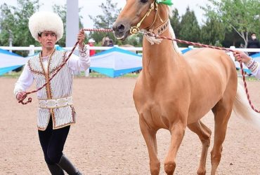 أخال تيكي سلالة نادرة من سلالات الخيل أصبحت في قلب مشروع الدولة