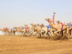 النسخة الثانية من مهرجان العين لسباقات الهجن