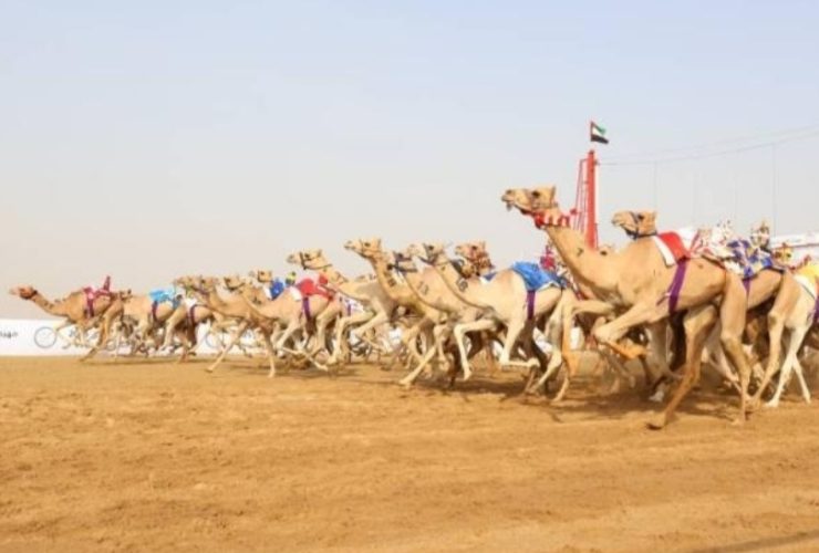 النسخة الثانية من مهرجان العين لسباقات الهجن