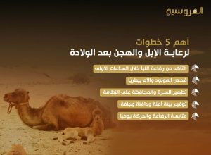 أهم 5 خطوات لرعاية الإبل والهجن بعد الولادة