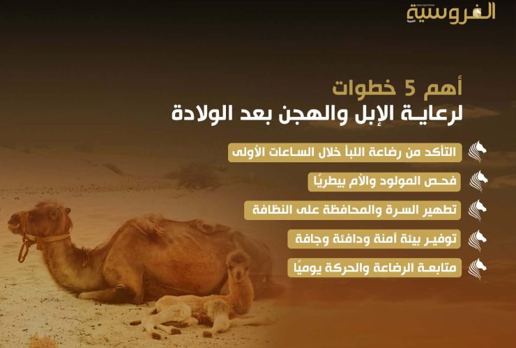 أهم 5 خطوات لرعاية الإبل والهجن بعد الولادة