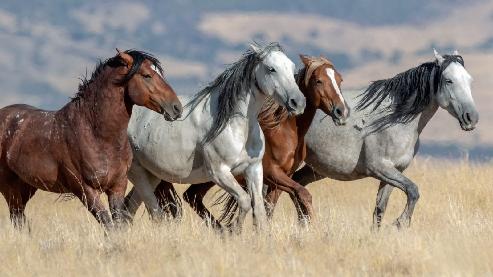 أغلى سلالات الخيل في العالم ولماذا تُعتبر استثماراً فاخراً؟
