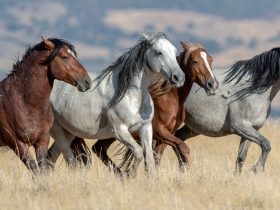 أغلى سلالات الخيل في العالم ولماذا تُعتبر استثماراً فاخراً؟