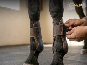 أهمية الرنين المغناطيسي في فحص الخيول
