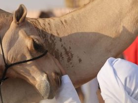 حماية الهجن من الإجهاد الحراري خلال الموسم الصيفي