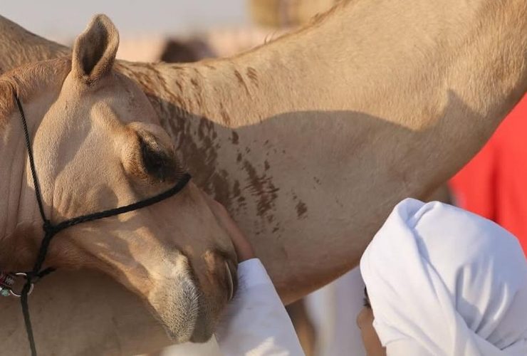 حماية الهجن من الإجهاد الحراري خلال الموسم الصيفي