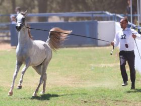 اكتمال تسجيل الخيول المشاركة في بطولة الشرق الأوسط لجمال الخيل