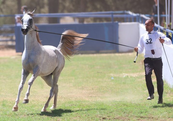 اكتمال تسجيل الخيول المشاركة في بطولة الشرق الأوسط لجمال الخيل