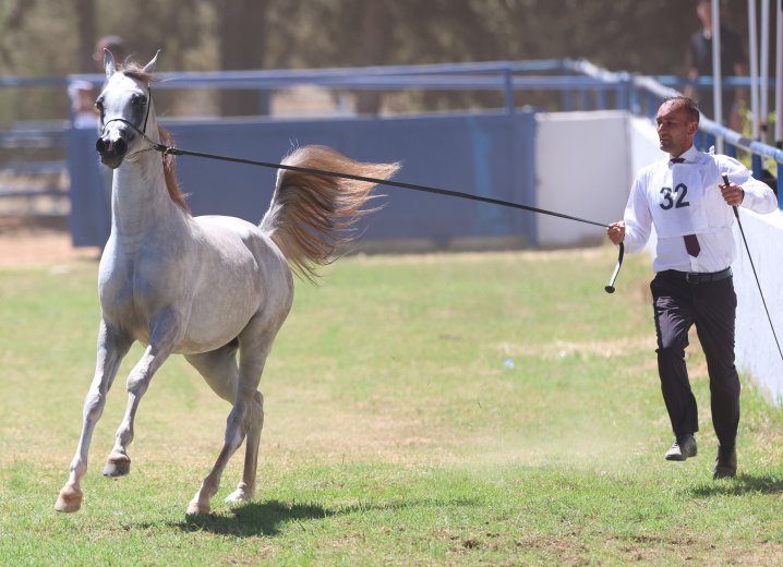 اكتمال تسجيل الخيول المشاركة في بطولة الشرق الأوسط لجمال الخيل